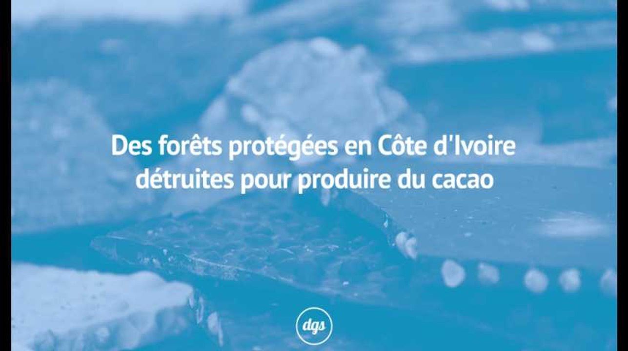 Des forêts protégées de Côte d'Ivoire détruites pour produire du cacao