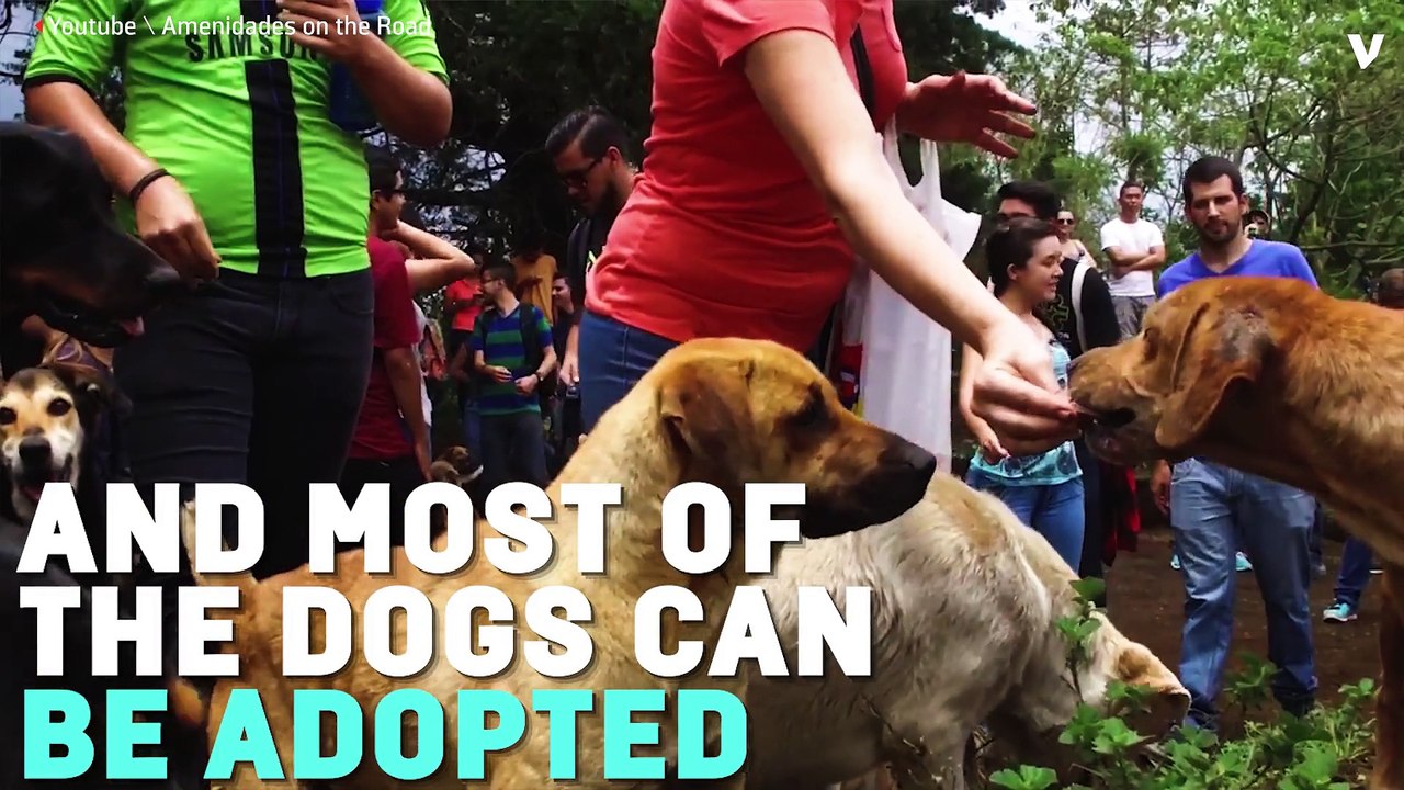 Costa Rica’s Largest Dog Sanctuary Could Be Shut Down