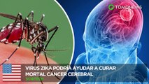 Cura del cáncer cerebral: Células del virus Zika podrían curar el cáncer cerebral - TomoNews