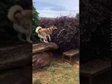 Husky Won't Give Up on Lost Ball