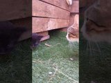 Clever Stray Cat Reveals Her Kittens