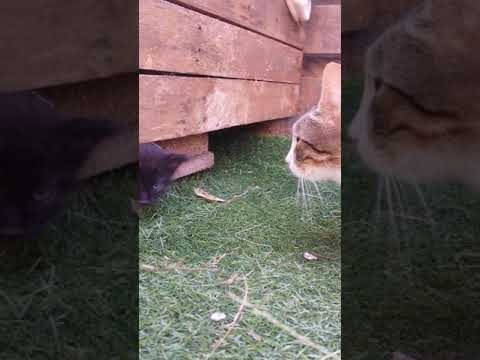 Clever Stray Cat Reveals Her Kittens