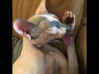 Sphynx Cat Cleans Herself After Dinner