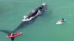 Kayakers Get Too Close to Whale and Her Calf