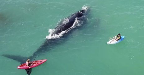 下载视频: Kayakers Get Too Close to Whale and Her Calf