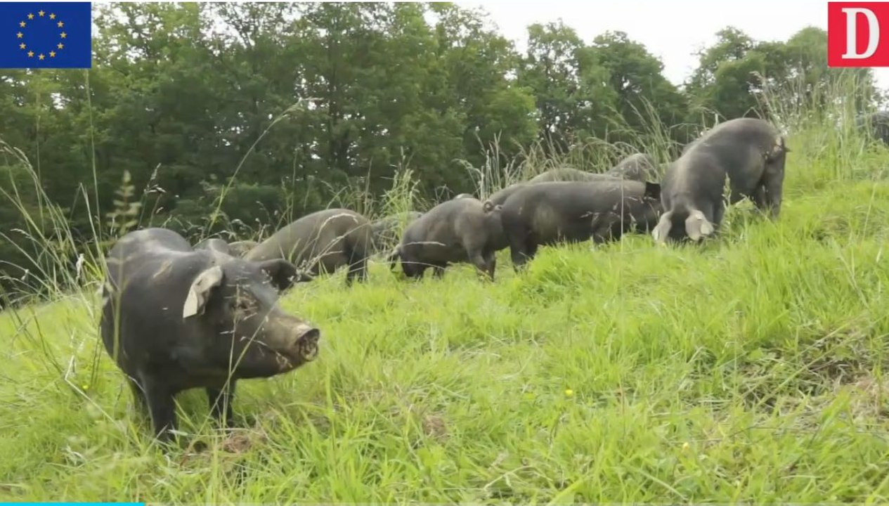Toqués d'Oc Auch : le porc noir de Bigorre