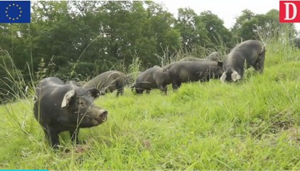 Toqués d'Oc Auch : le porc noir de Bigorre