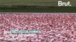 Des milliers de flamants roses décimés par l'ouragan Irma