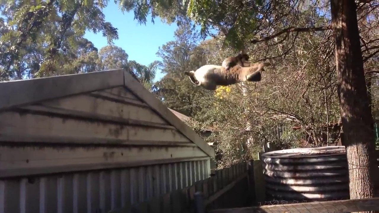 Maman Koala veut sauter dans l'arbre avec son bébé sur le dos... FAIL