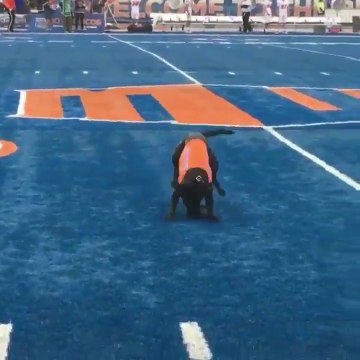 Ce chien rapporte un élément de jeu en plein match de Football Américain !