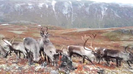 Des dizaines de Rennes encerclent cet homme en Norvège.. Bientôt Noël !