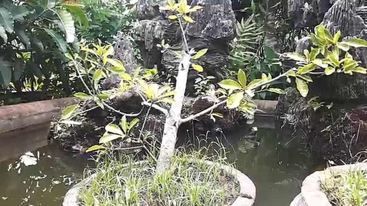 ᴴᴰ Best Cartoon For Kids ☆♥ Donald Duck & Chip and Dale Cartoons, Minie mouse, Mickey Mous