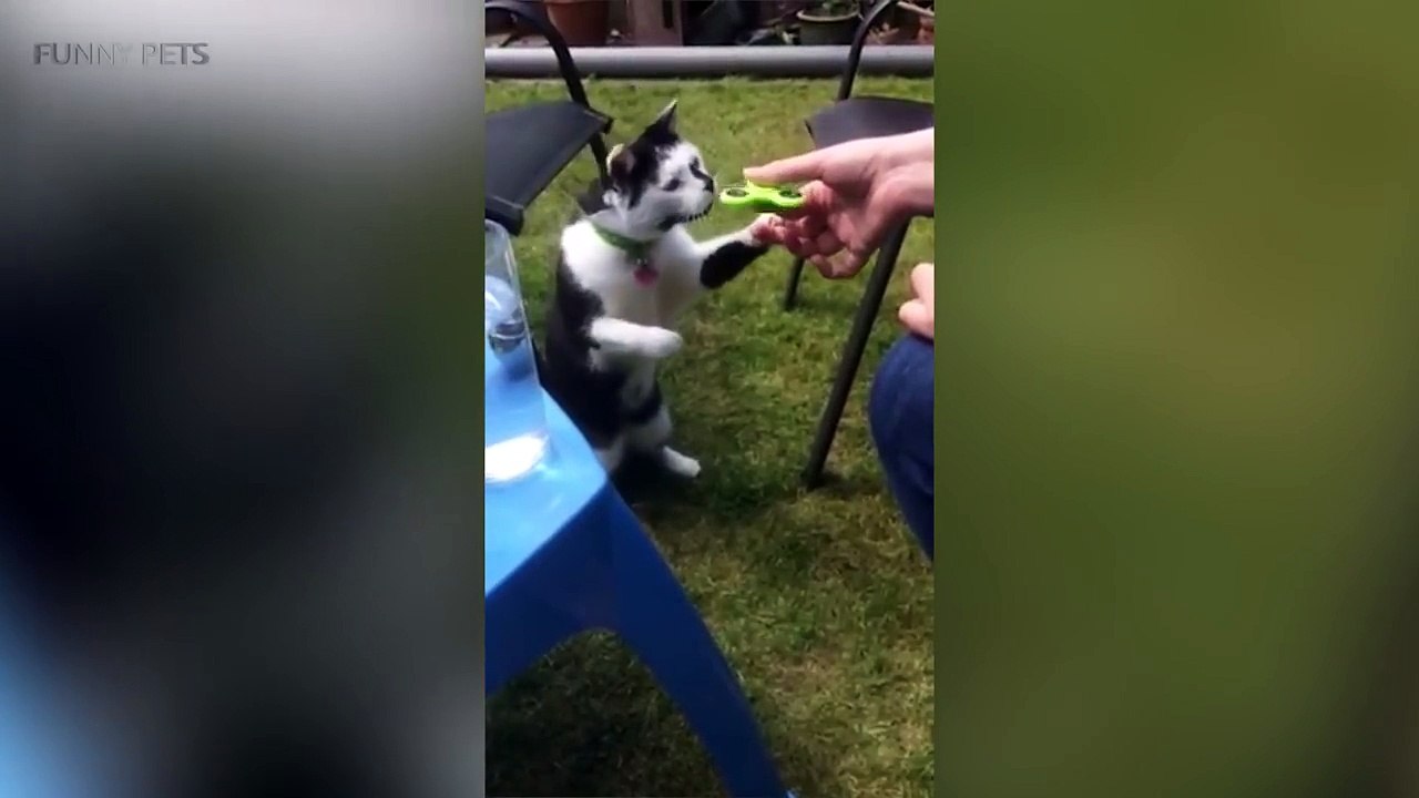 17 FUNNY PET VIDEOS