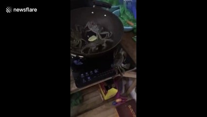Escape claws: Crab turns off cooker to rescue friends