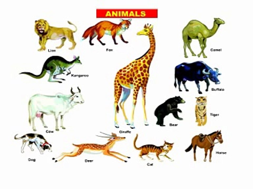 Learn Animals Name,BodyParts,Manners,Birds Name Best Tutorial for primary  students lkg,ukg - Vídeo Dailymotion