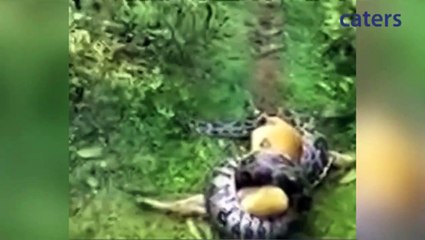 Il sauve son chien sur le point de se faire étouffer par un python