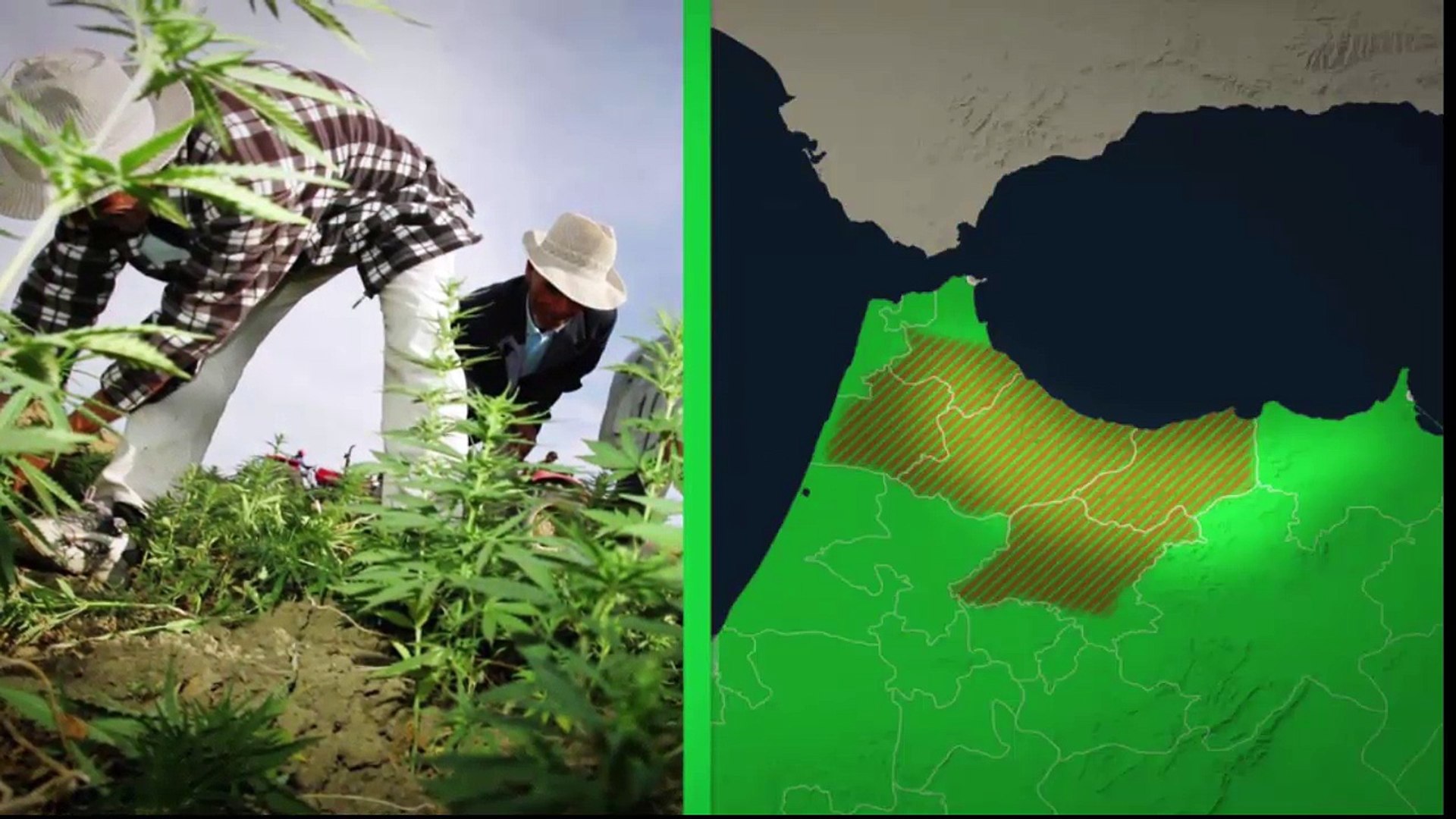 Cannabis : un marché mondial