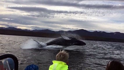 'Flying' humpback whale party crashes birthday party