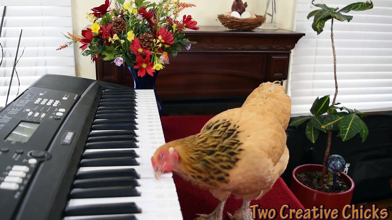 Funny Dumb Animal Fail Compilation 2017 - Best Pet Vines June 2017