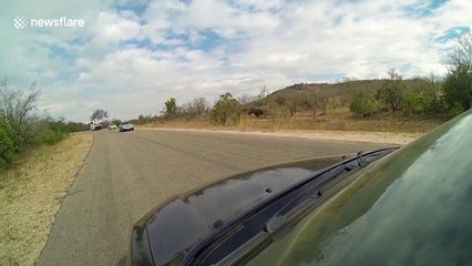 Angry rhino charges car