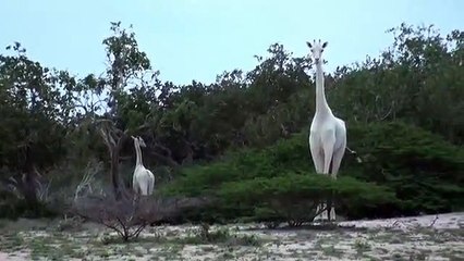 Un ranger filme une girafe blanche au nord du Kenya !