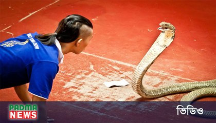 থাইল্যান্ডের ভয়ঙ্কর সাপের খেলা (ভিডিও সহ)