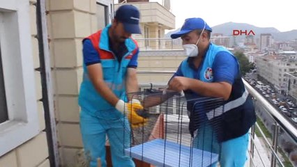 Kayseri Annesi Ölen Yavru Güvercin İçin Seferber Oldular