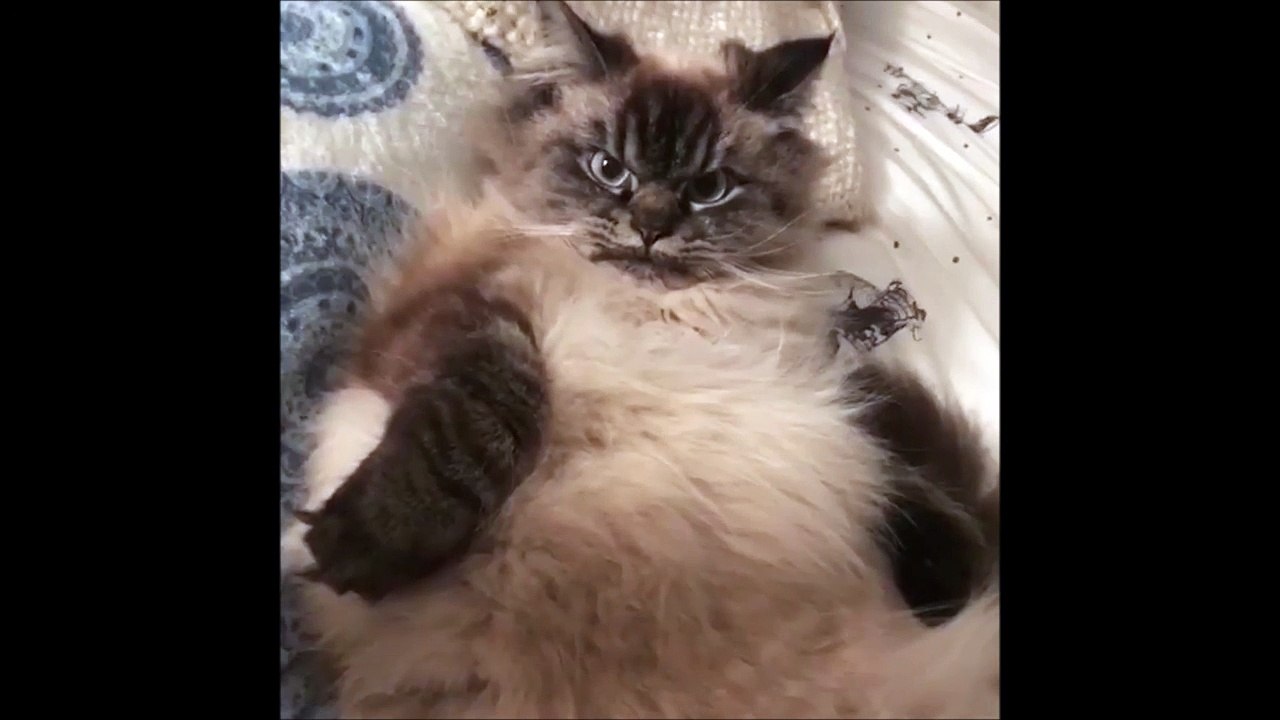 Ce chat est toujours en colère... Sa tête est hilarante