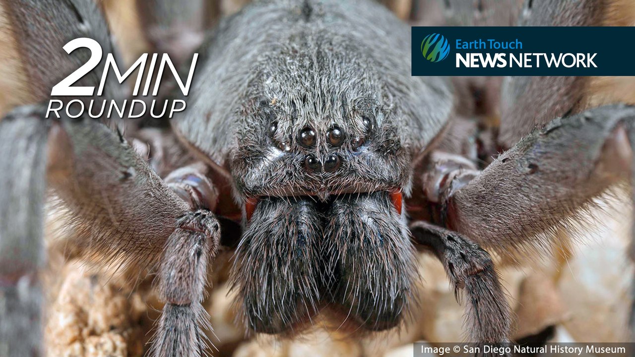 Looking back: The coolest new species of 2017