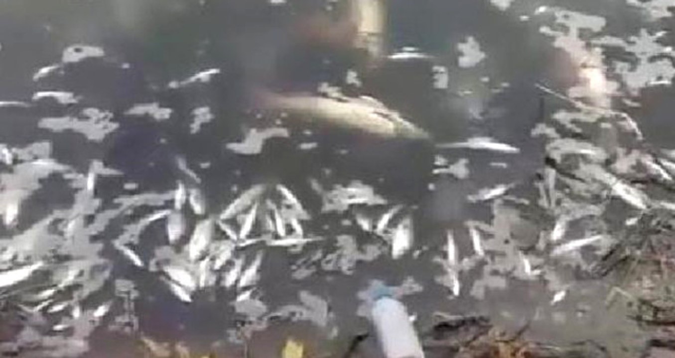 Sakarya Nehri'ndeki Gizemli Balık Ölümleri Korkuttu