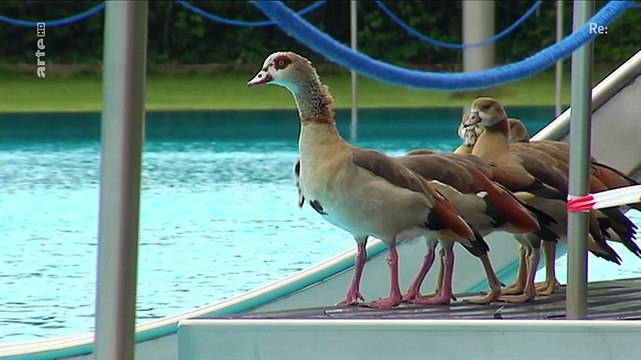 Re: Europas ungebetene Gäste - Die Nilgänse kommen (Doku)