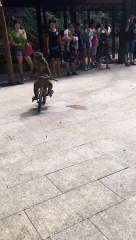 A monkey is driving a bicycle So funny this video