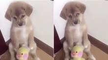 Dono dá raspanete ao cão e a expressão do animal está a derreter a Internet