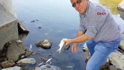 Sakarya Nehri'nde Balık Ölümleri