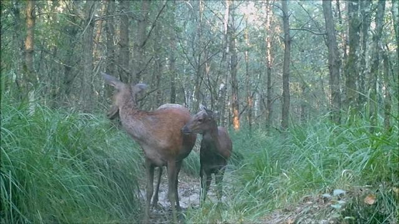 Cerfs et biches de la forêt de Chaux