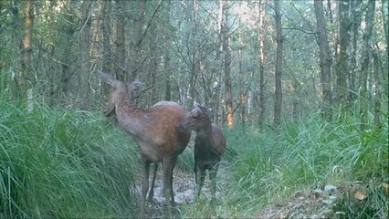 Cerfs et biches de la forêt de Chaux