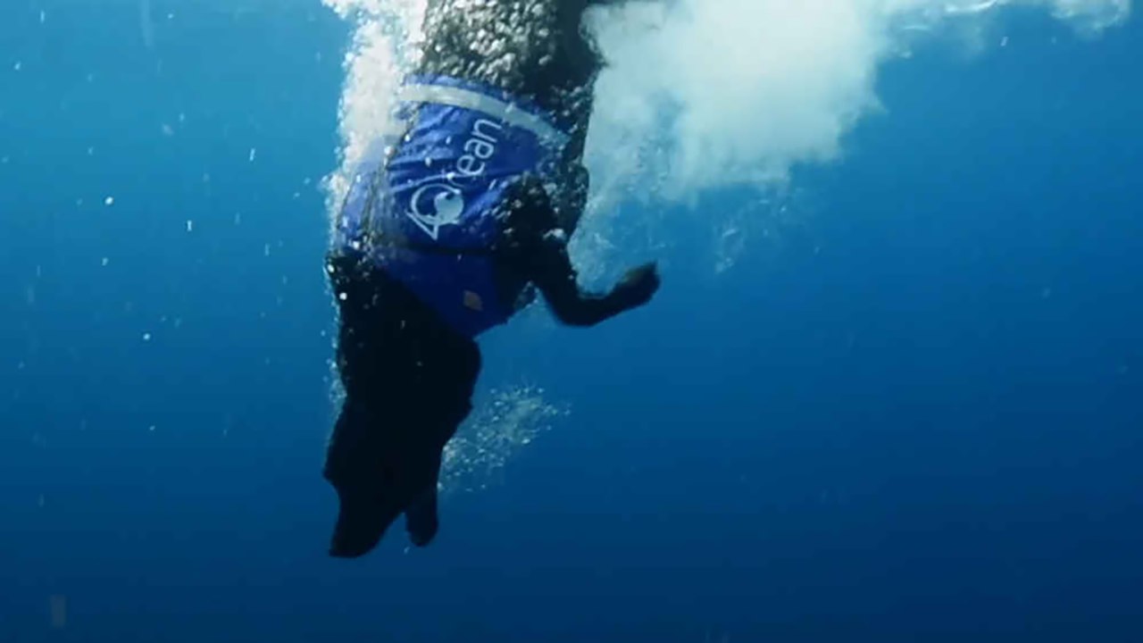 Dog Goes From Diving For Lobster To Diving For Trash