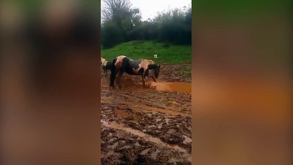 Ce cheval adore la boue ! Grand moment!