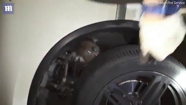 Ce pauvre koala est resté coincé dans une roue de voiture pendant 16 kilomètres
