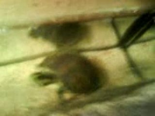 tortues d'eau (turtle et monster)