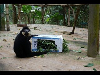 Gibbons Can't Make Sense of Mysterious Box