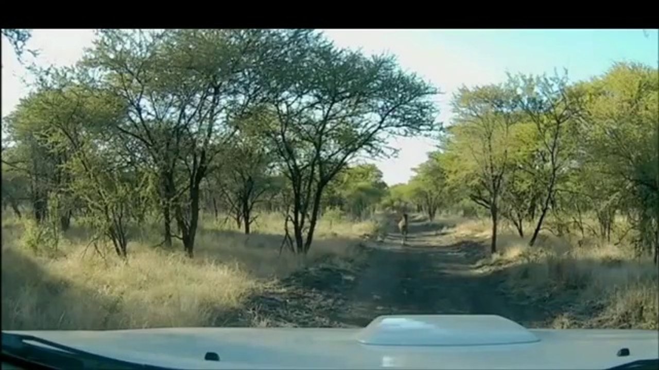 une antilope vient taper contre un 4x4 et tombe ko