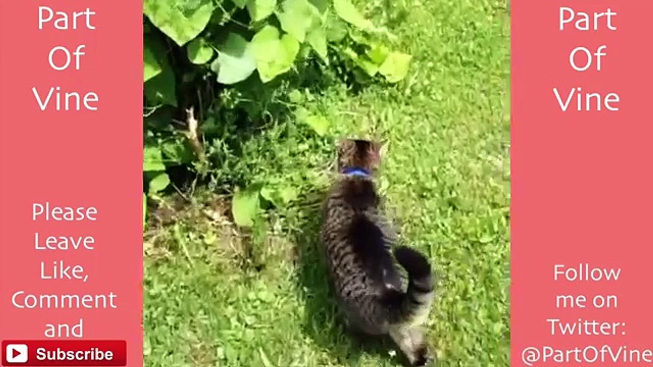 Funny Cats 2015 - Vine Compilation - BEST VINES ✔️