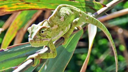 Tiergeräusche für kinder | 35 echte Tiere | Deutsch