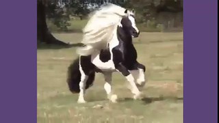 Dance of Beautiful Arabian Horse