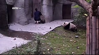 Sevimli Yavru Pandalar İlaç Almak İstemiyor