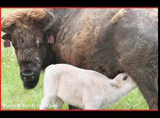 White Buffalo An American Prophecy (Arby Little Soldier Teaser)