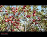 Exotic Fruit Apple The Oldest Fruit In The World