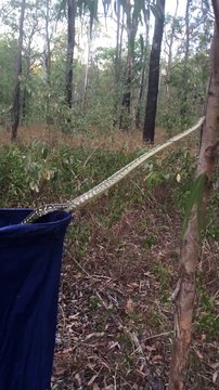 La technique de ce python pour grimper aux arbres est incroyable