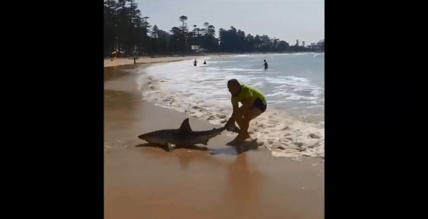 Un homme tente de remettre un requin échoué sur une plage.